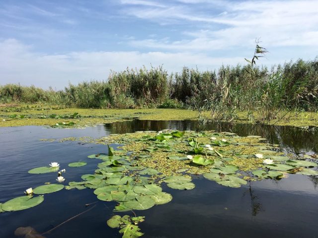Wetlands in the Danube Delta
