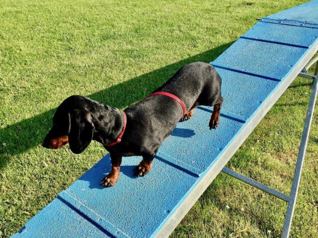 Dog on agility course
