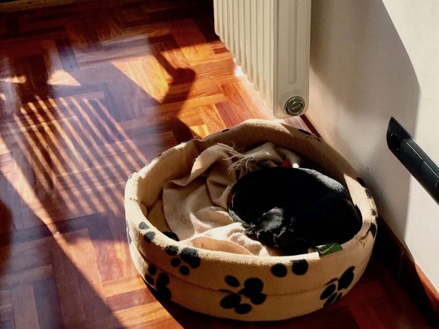 Dog sleeping in bed in sunshine