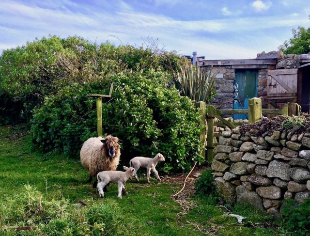 Farmstay in Cornwall
