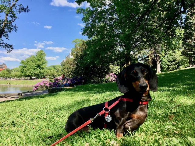 Dog in Kungsparken in Gothenburg