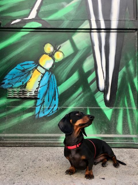 Dog with street art in Gothenburg
