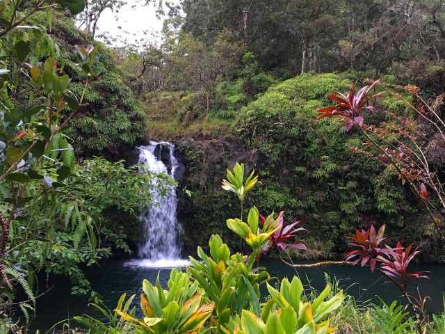 Travel abroad with a dog to Hawaii