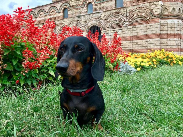 Dog in front of an historic church in Nessebar