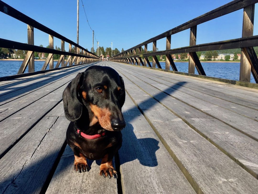 sweden travel dog