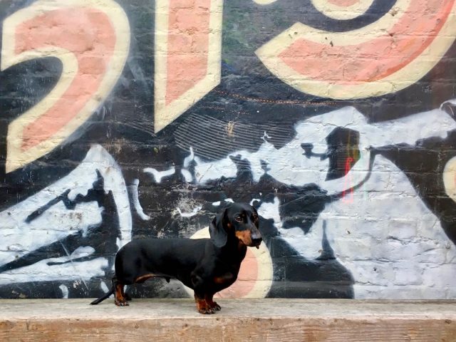 Dog in front of street art in Shoreditch