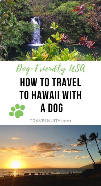 can i take a dog to hawaii