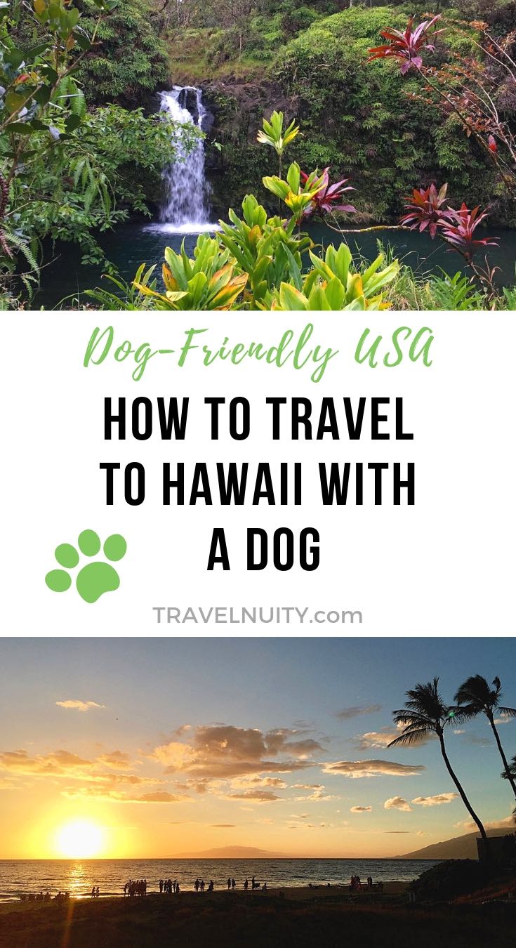 How to Fly to Hawaii with a Dog & Skip Quarantine Travelnuity