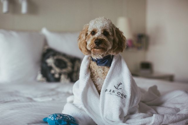 Dog-friendly luxury hotels Australia