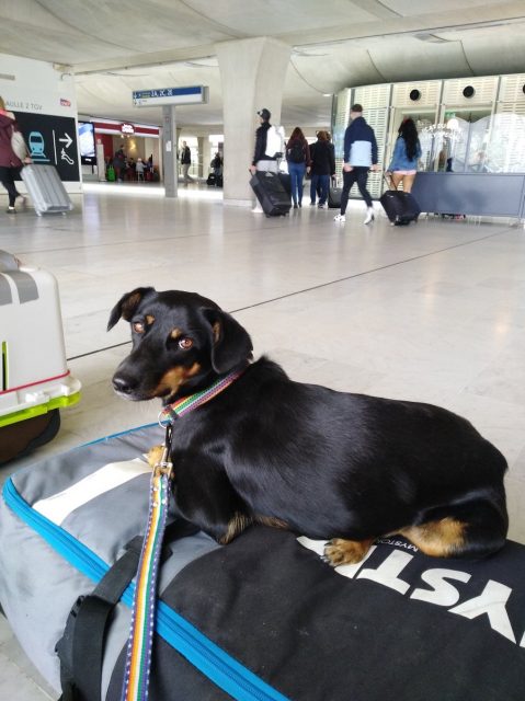 Travel with dog from Thailand to Europe