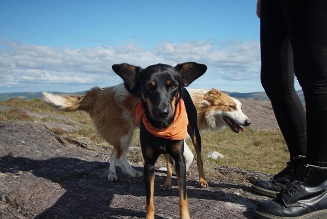 Travel with dog from Thailand to Ireland