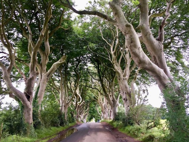 Dark Hedges in Northern Ireland