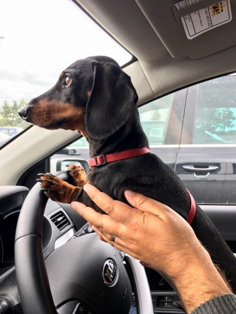 Dog at car steering wheel