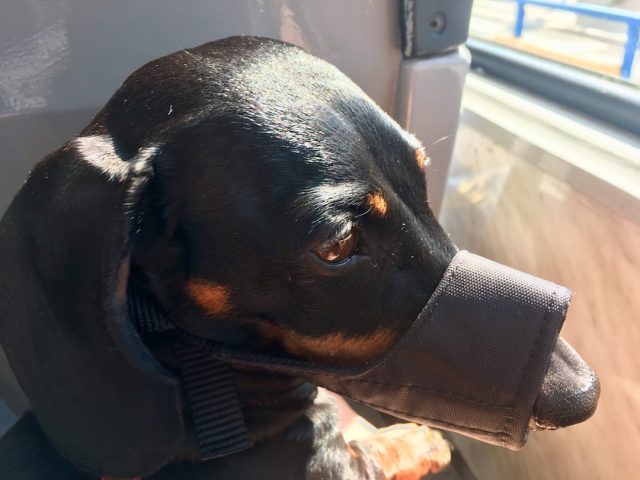 Dog wearing a muzzle on a train in Europe
