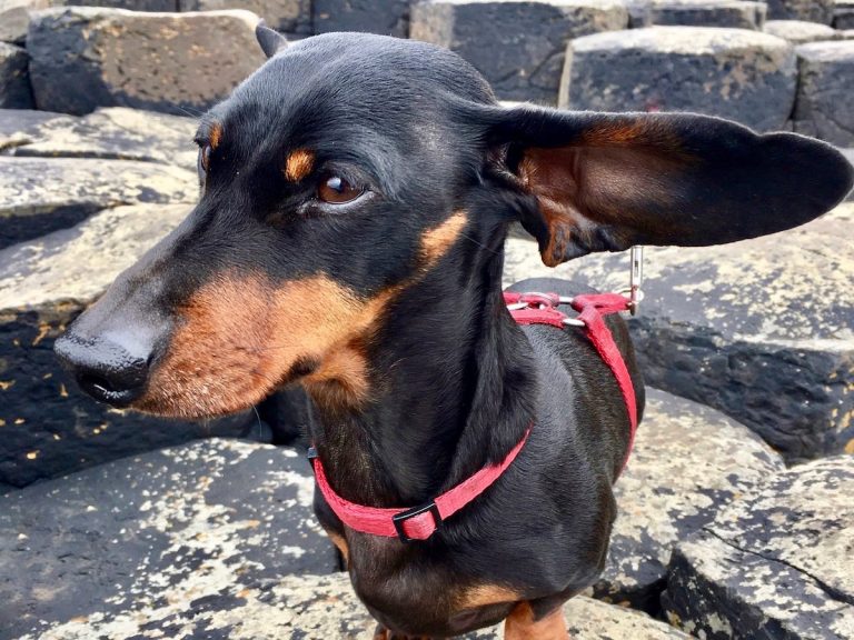 Travelling to Northern Ireland with a Dog in 2024 Travelnuity