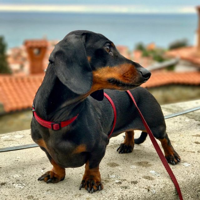 Dog in Piran