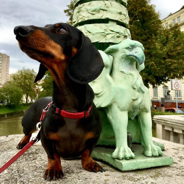 Dog on one of the bridges in Ljubljana