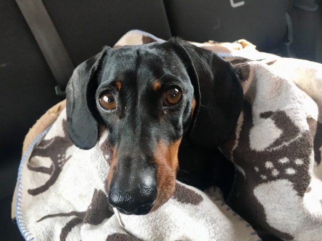 Pets in rental cars