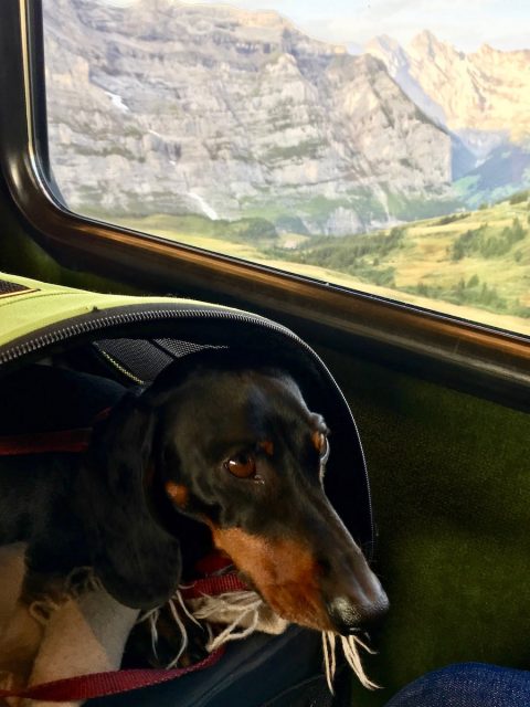 Dog on trains in Europe