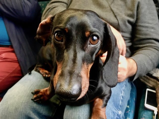 Dog on train