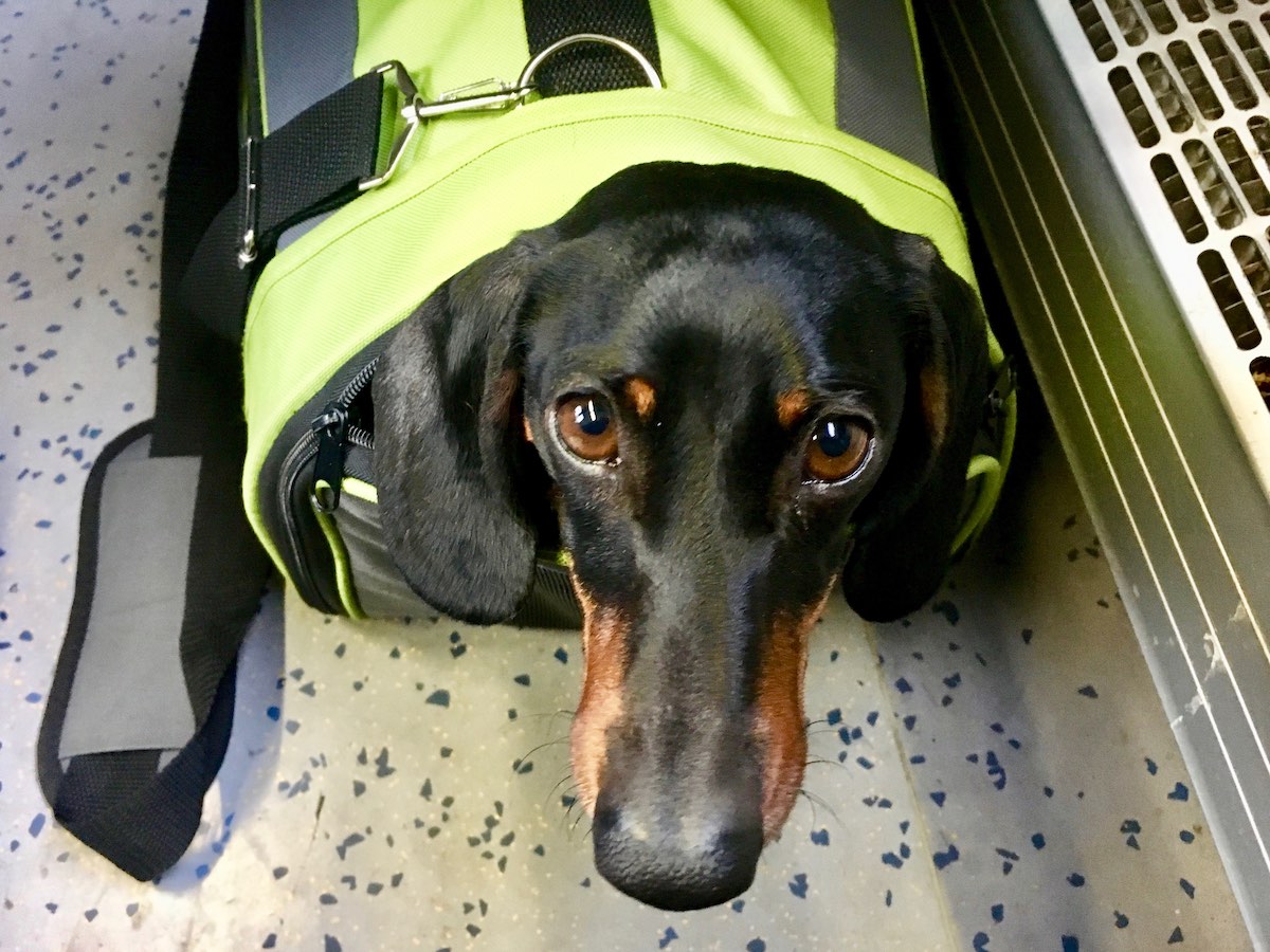 Can U Take Dogs On A Train