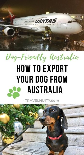Exporting a Dog From Australia pin