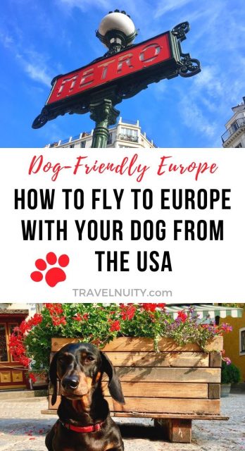 How to Fly to Europe with Your Dog from the USA