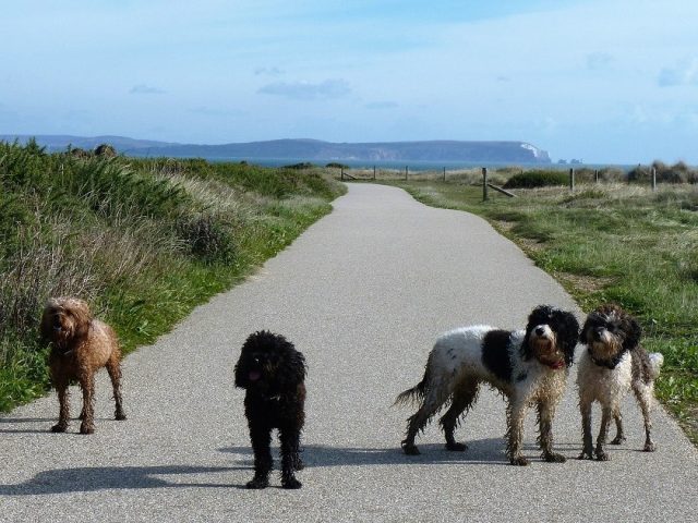 Dogs at Hengistbury Head