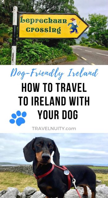 How to Travel to Ireland with Your Dog RED