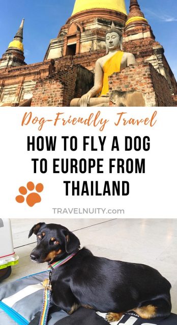 how do i import my dog from thailand