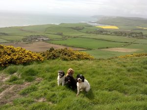 Dog-friendly Dorset