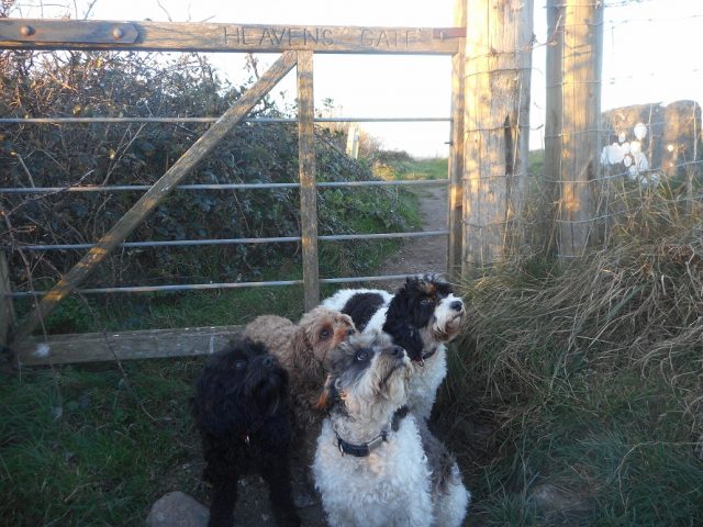 Dogs at Heaven's Gate, Swyre Head