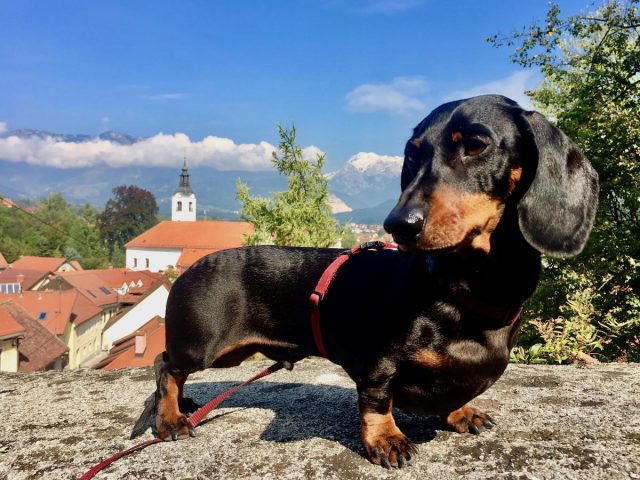 Dog-Friendly Slovenia