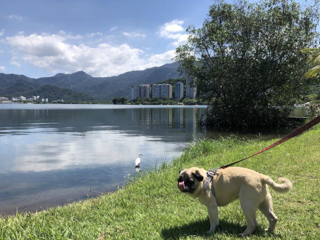 Dog at Lagoa Rio