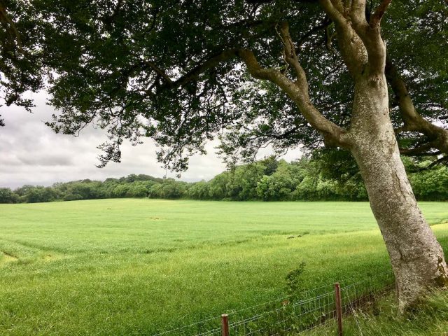 Lush fields in Northern Ireland