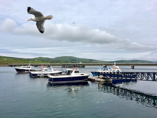 Taking dogs to Ireland