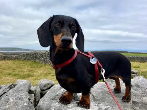 Taking a dog to Ireland