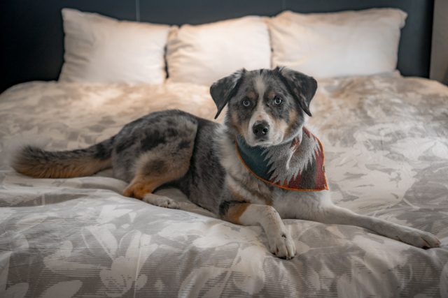 dog-friendly hotel portland