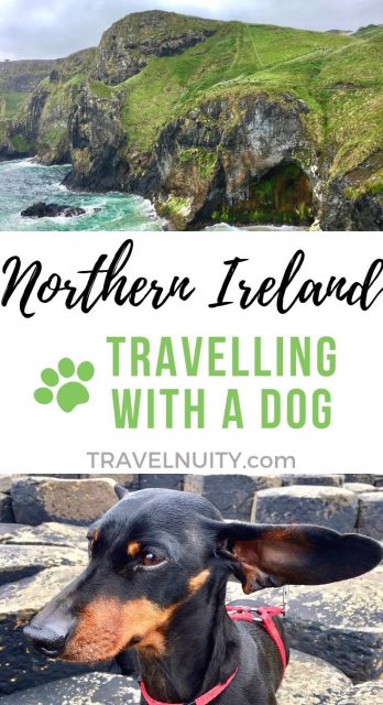 travel dog uk to ireland