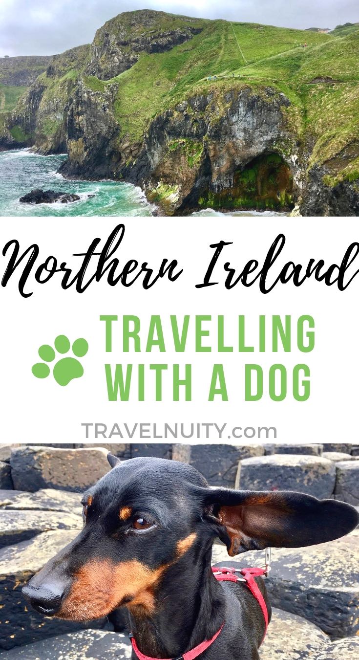 travel uk to ireland dog