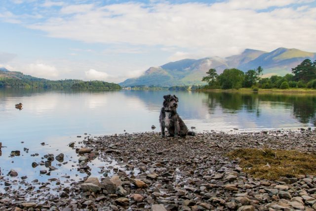 Dog-friendly national parks in the UK: The Lake District