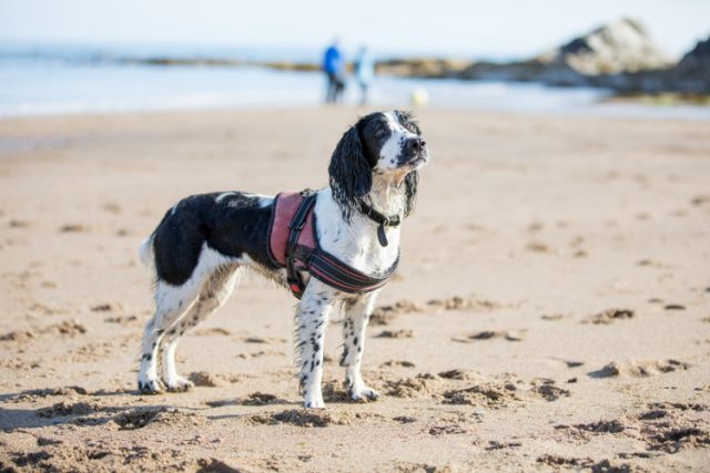 Dog-friendly Pembrokeshire Coast National Park