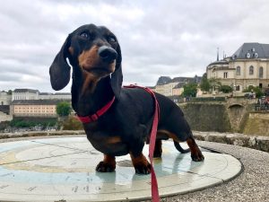 Dog-friendly Luxembourg City