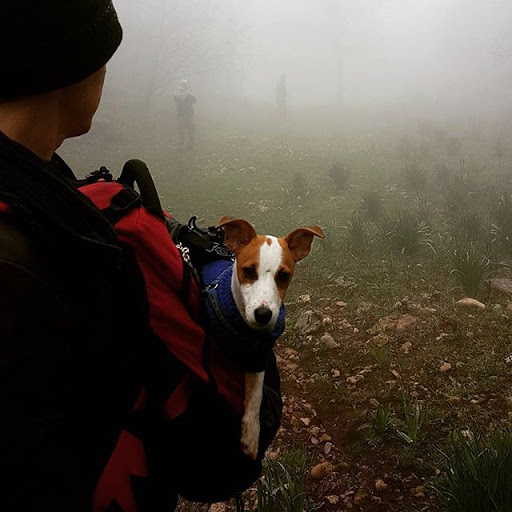 Hiking with dog in fog