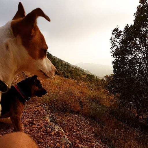 Dogs on mountain side