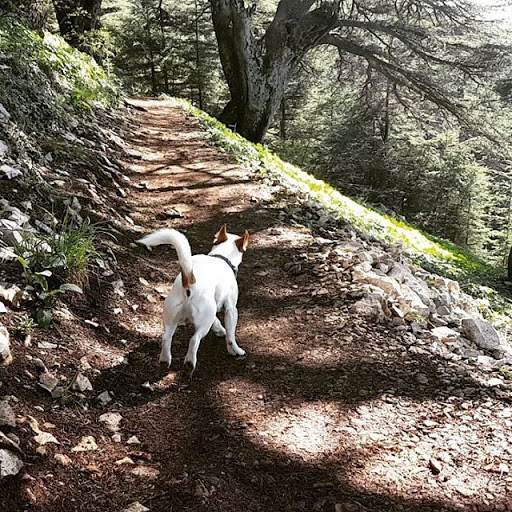 Dog on mountain trail