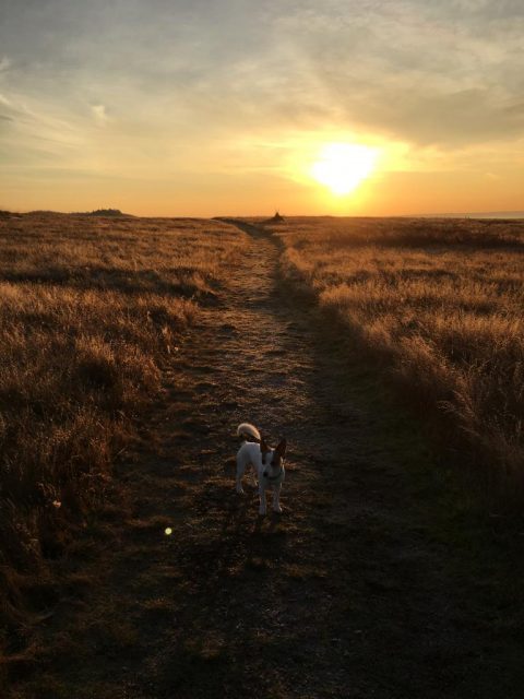 Dog on trail at sunset