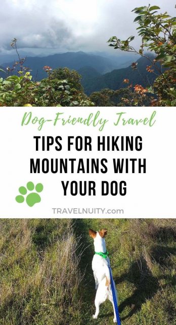 Tips for hiking mountains with your dog pin
