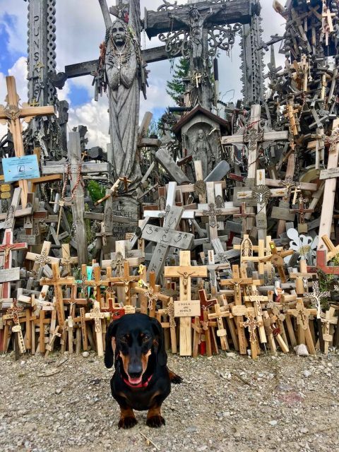 Dog at the Hill of Crosses in northern Lithuania