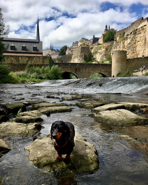 Alzette River with dog in Luxembourg City